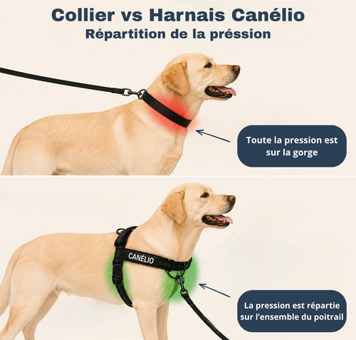 Harnais canélio anti-traction