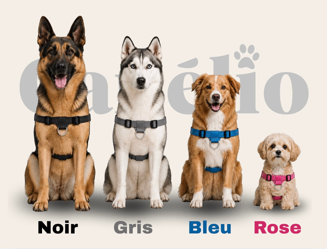 Quelle couleur convient à votre chien préféré ?